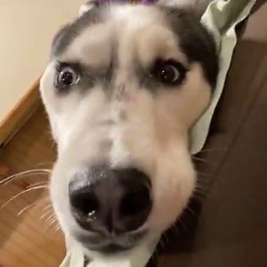 Meet your Posher, Tristan